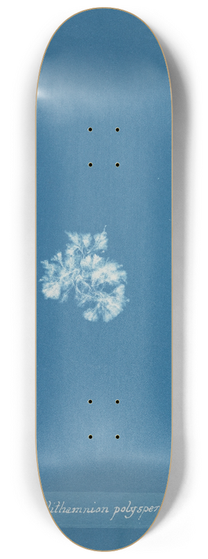 Anna Atkins - Callithamnion polyspermum 8.25 inch art skate deck