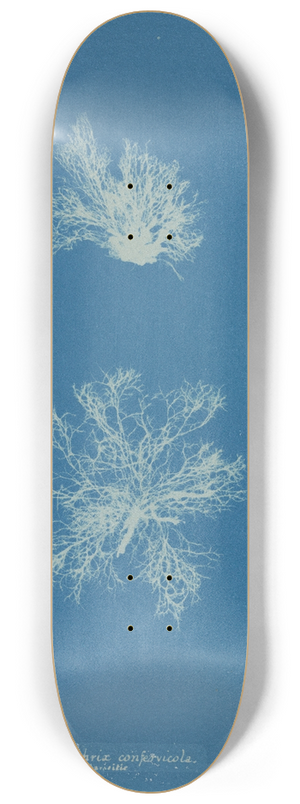 Anna Atkins - Calothrix confervicola 8.25 inch art skate deck