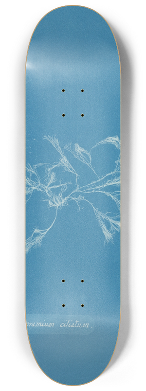 Anna Atkins - Ceramium ciliatum 8.25 inch art skate deck