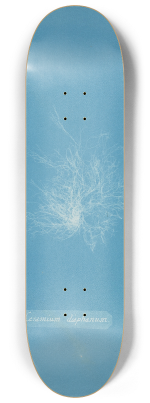 Anna Atkins - Ceramium diaphanum 8.25 inch art skate deck
