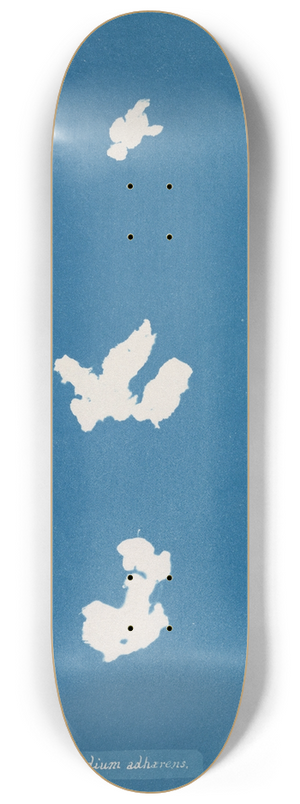 Anna Atkins - Codium adhaerens 8.25 inch art skate deck