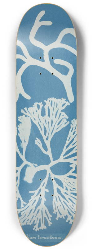 Anna Atkins - Codium tomentosum 8.25 inch art skate deck