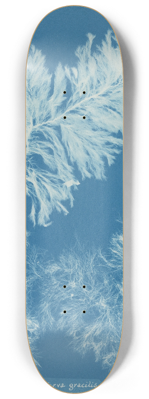 Anna Atkins - Conferva gracilis 8.25 inch art skate deck
