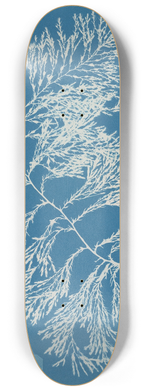 Anna Atkins - Cystoseira ericoides. 8.25 inch art skate deck