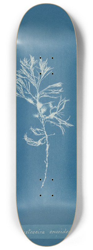 Anna Atkins - Cystoseira ericoides 8.25 inch art skate deck