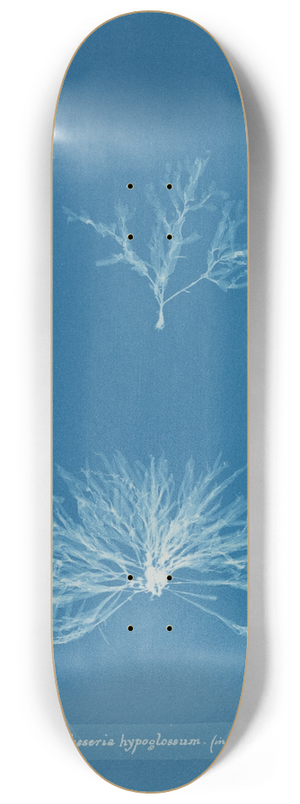 Anna Atkins - Delesseria hypoglossum (in fruit) 8.25 inch art skate deck