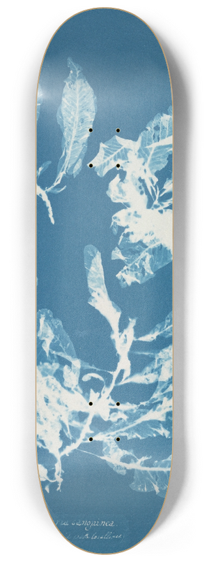 Anna Atkins - Delesseria sanguinea 8.25 inch art skate deck