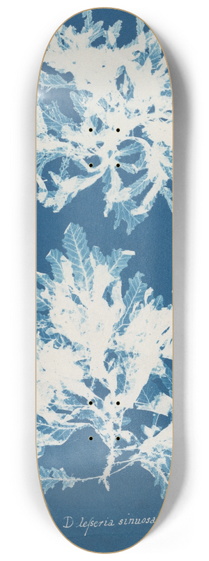 Anna Atkins - Delesseria sinuosa 8.25 inch art skate deck
