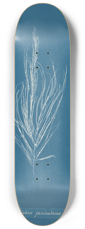 Anna Atkins - Dictyosiphon fniculacea 8.25 inch art skate deck