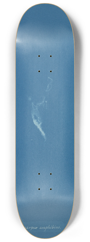 Anna Atkins - Ectocarpus amphibius 8.25 inch art skate deck