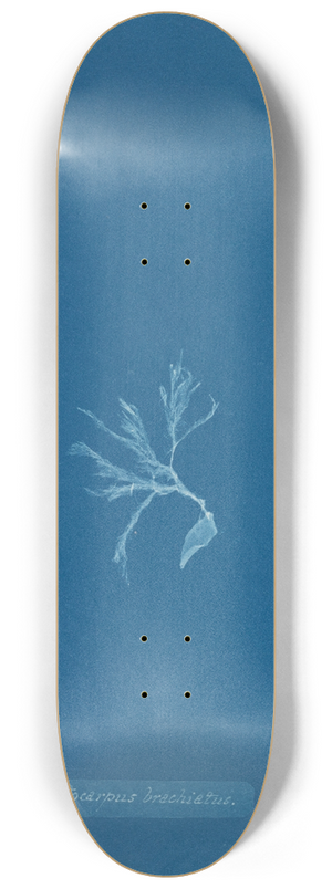 Anna Atkins - Ectocarpus brachiatus. 8.25 inch art skate deck