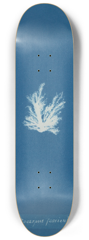 Anna Atkins - Ectocarpus fasciculatus. 8.25 inch art skate deck