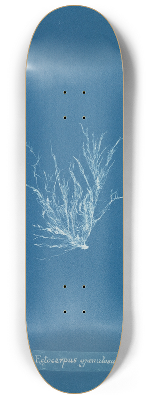 Anna Atkins - Ectocarpus granulosus 8.25 inch art skate deck