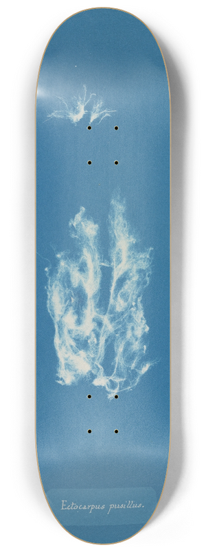 Anna Atkins - Ectocarpus pusillus 8.25 inch art skate deck