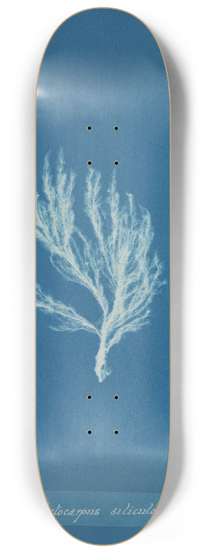 Anna Atkins - Ectocarpus siliculosus. 8.25 inch art skate deck