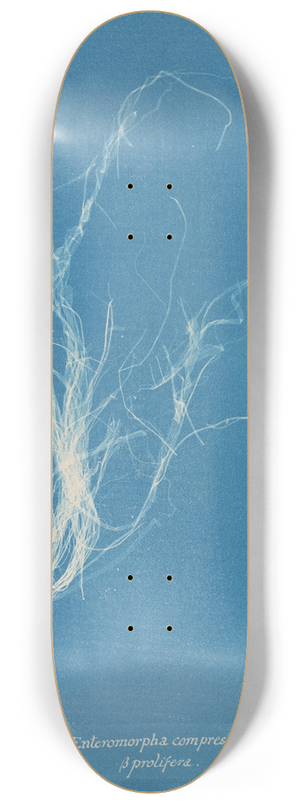 Anna Atkins - Enteromorpha compressa  prolifera 8.25 inch art skate deck