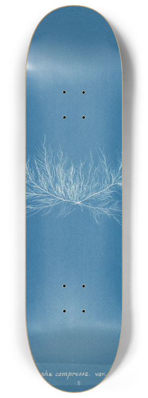 Anna Atkins - Enteromorpha compressa var. 8.25 inch art skate deck