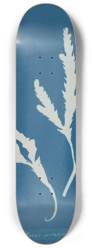 Anna Atkins - Fucus serratus 8.25 inch art skate deck