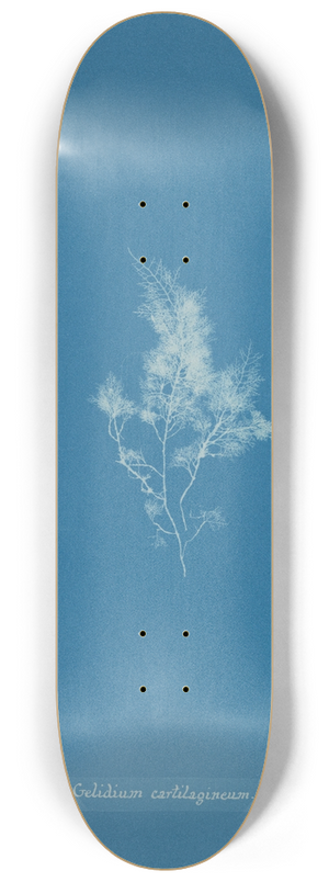 Anna Atkins - Gelidium cartilagineum 8.25 inch art skate deck