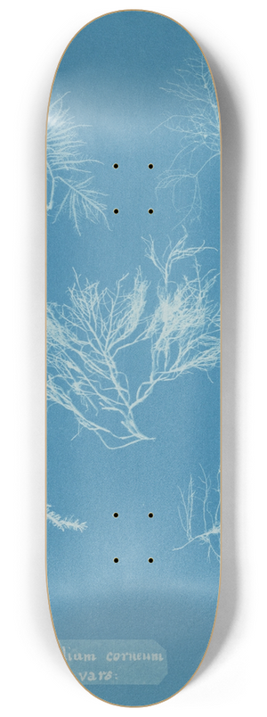 Anna Atkins - Gelidium corneum vars. 8.25 inch art skate deck