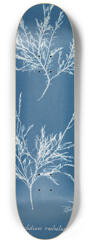 Anna Atkins - Gelidium rostratum 8.25 inch art skate deck