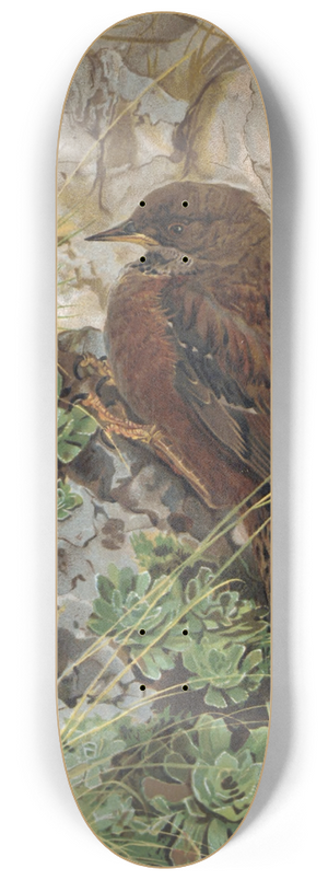 Lo-Paul Robert - Accenteur des Alpes 8.25 inch art skate deck