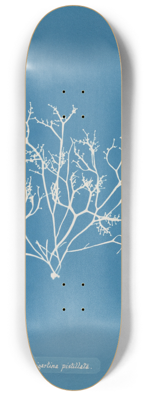 Anna Atkins - Gigartina pistillata 8.25 inch art skate deck