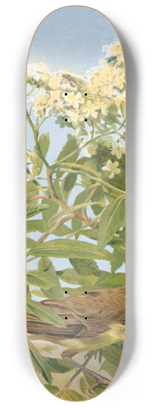 Lo-Paul Robert - Hypolais Polyglotte 8.25 inch art skate deck Lo-Paul Robert - Hypolais Polyglotte 8.25 inch art skate deck