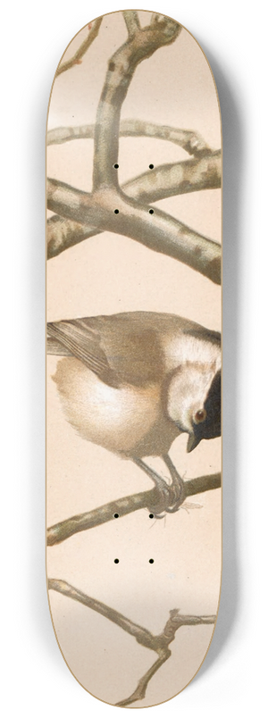 Lo-Paul Robert - Msange Nonnette 8.25 inch art skate deck Lo-Paul Robert - Msange Nonnette 8.25 inch art skate deck