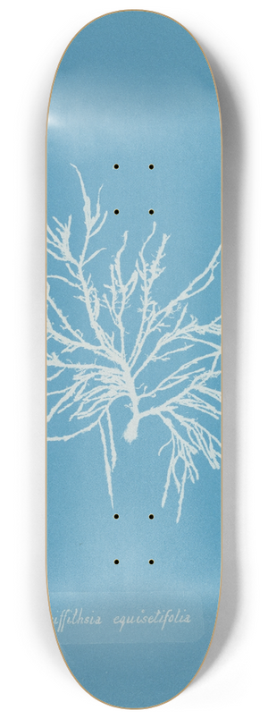 Anna Atkins - Griffithsia equisetifolia 8.25 inch art skate deck
