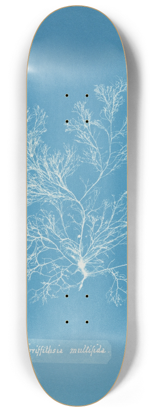 Anna Atkins - Griffithsia multifida 8.25 inch art skate deck