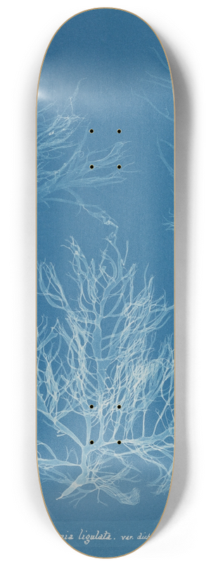 Anna Atkins - Halymenia ligulata var. dichotoma 8.25 inch art skate deck