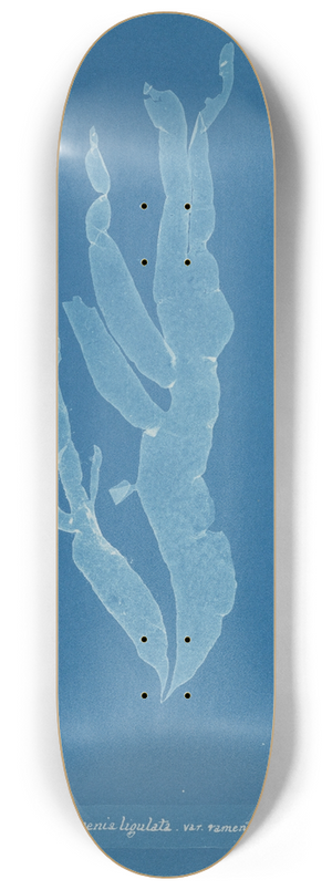 Anna Atkins - Halymenia ligulata var. ramentacea 8.25 inch art skate deck