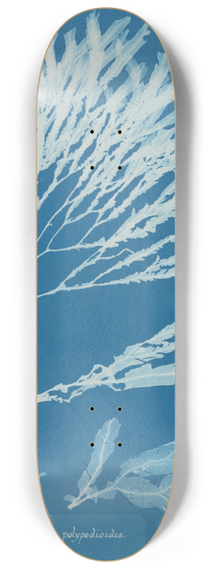 Anna Atkins - Halyseris polypodioides 8.25 inch art skate deck