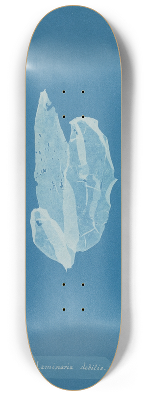 Anna Atkins - Laminaria debilis 8.25 inch art skate deck
