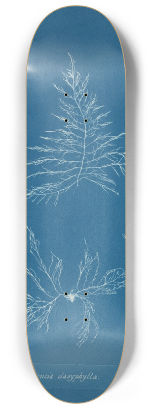 Anna Atkins - Laurencia dasyphylla 8.25 inch art skate deck