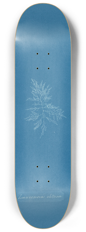 Anna Atkins - Laurencia obtusa 8.25 inch art skate deck