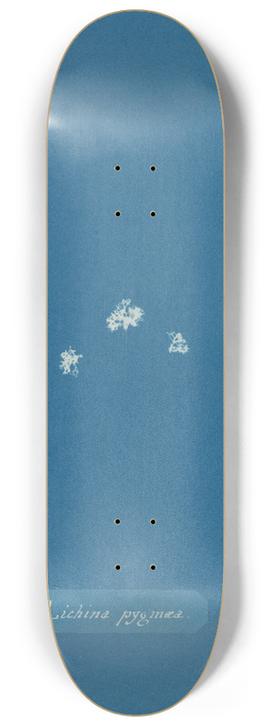 Anna Atkins - Lichina pygma 8.25 inch art skate deck