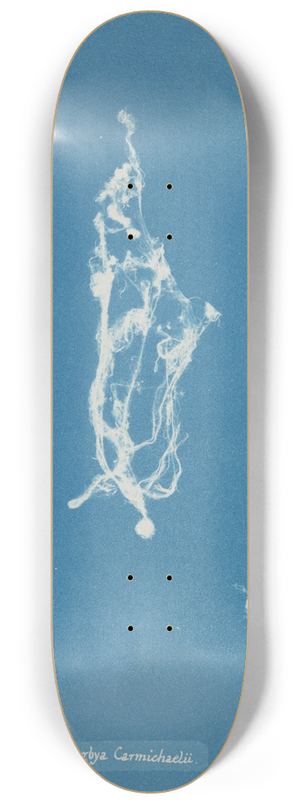 Anna Atkins - Lyngbya Carmichaelii 8.25 inch art skate deck