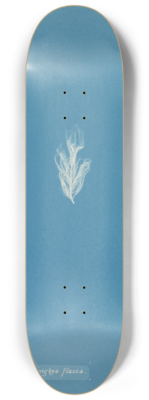 Anna Atkins - Lyngbya flacca 8.25 inch art skate deck