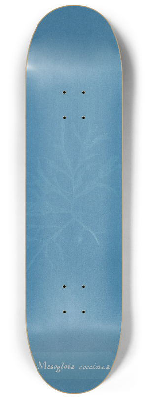 Anna Atkins - Mesogloia coccinea 8.25 inch art skate deck