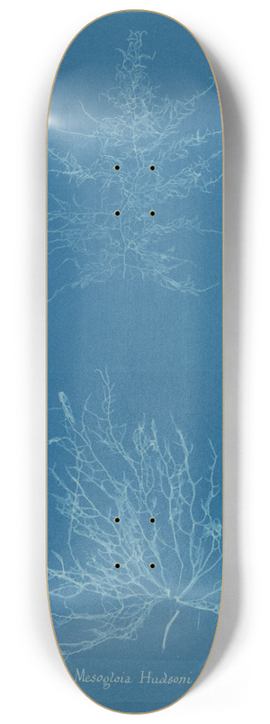 Anna Atkins - Mesogloia Hudsoni 8.25 inch art skate deck