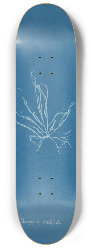 Anna Atkins - Mesogloia mutifida 8.25 inch art skate deck