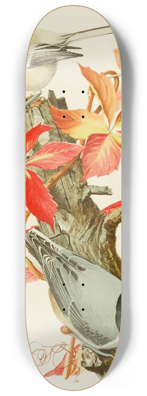 Louis Agassiz Fuertes - Chickadee,White-Breasted Nuthatch 8.25 inch art skate deck