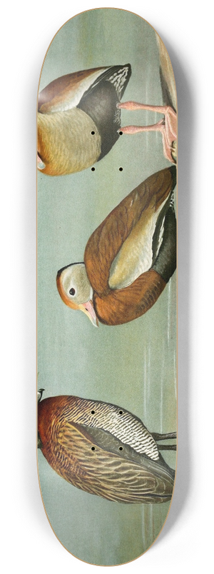 Louis Agassiz Fuertes - White-Faced Tree Duck, Black-Bellied Tree Duck, Gray-Breasted Tree Duck 8.25 inch art skate deck