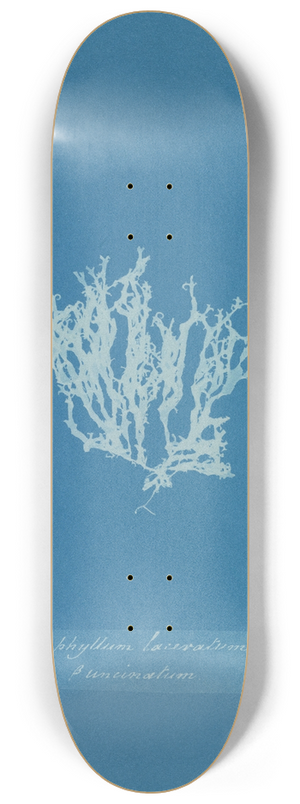 Anna Atkins - Nitophyllum laceratum  uncinatum 8.25 inch art skate deck