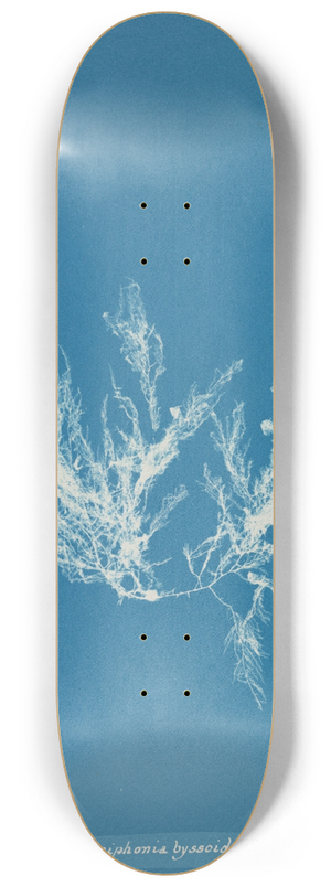 Anna Atkins - Polysiphonia byssoides. 8.25 inch art skate deck