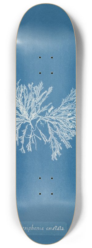 Anna Atkins - Polysiphonia cristata 8.25 inch art skate deck