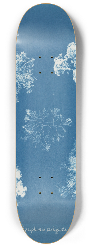 Anna Atkins - Polysiphonia fastigiata 8.25 inch art skate deck