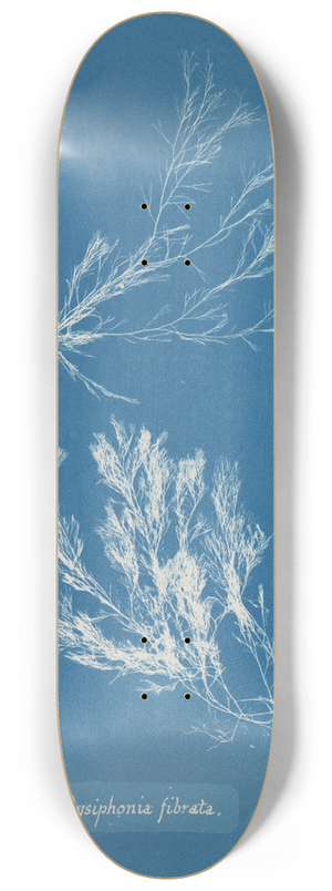Anna Atkins - Polysiphonia fibrata 8.25 inch art skate deck